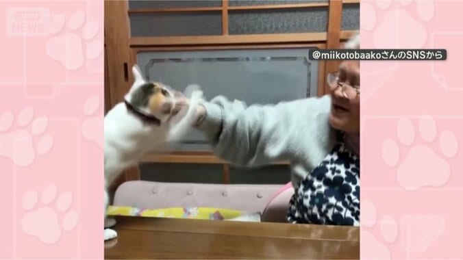 気にしないニャー