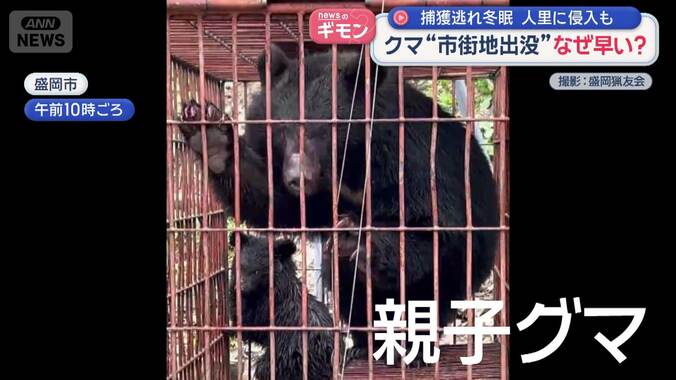 街のド真ん中にクマ“市街地出没”なぜ早い？ 1枚目