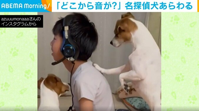 どこを探しても見つからない…“謎の音”の解明に挑む犬たちの興味津々な姿に「クビかしげ可愛すぎる」「正体見つけられたかな」と反響続々 1枚目