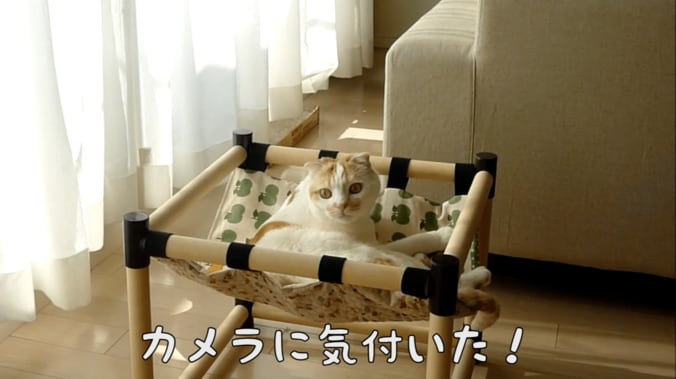 スコティッシュ猫のポッケが全力で癒してくる　「足ピーン！」も 3枚目