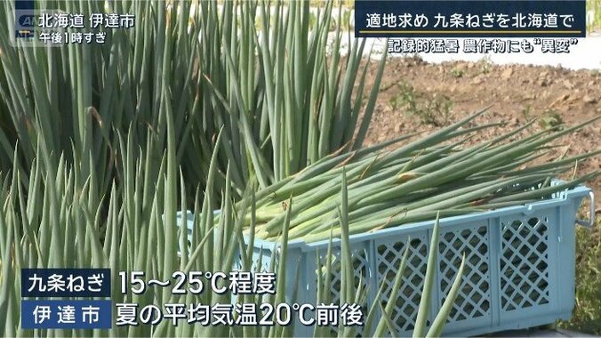 ネギ
