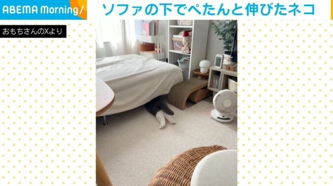 猫のおもちちゃん