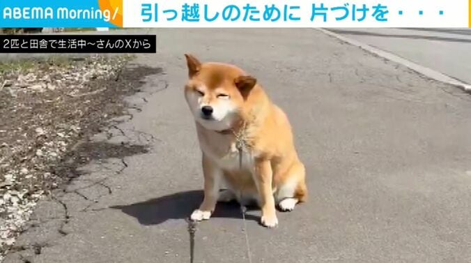 柴犬のぽちちゃん