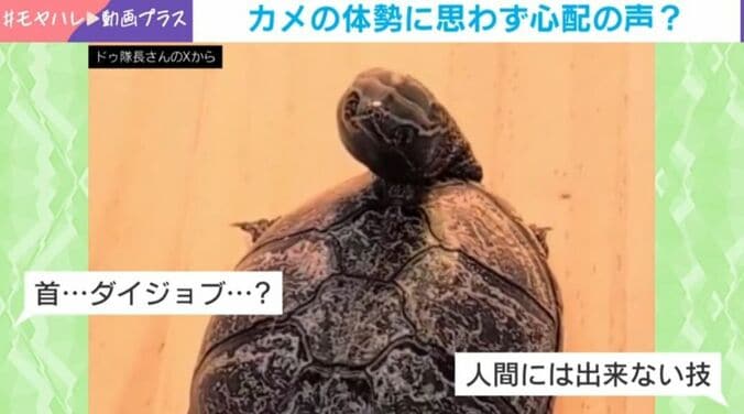 ミシシッピニオイガメ・ぽのちゃん