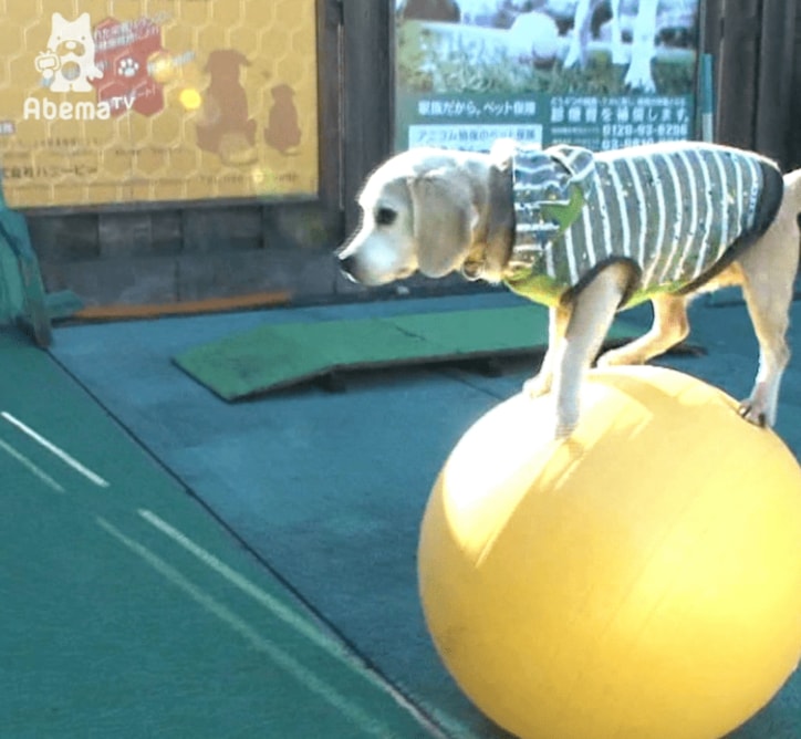 ギネス記録を持つワンコ！ るんるんで玉乗りをする姿に仰天