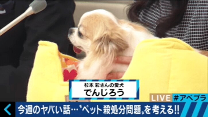 杉本彩、命の尊さを問う ペット殺処分問題に「抜本的な改革が必要」