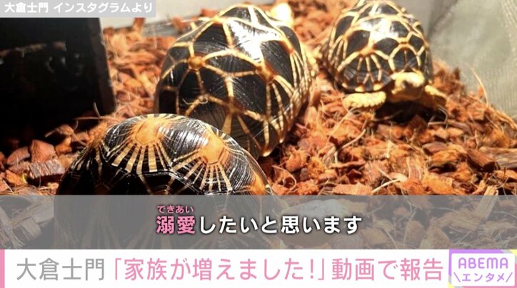 みちょぱの夫・大倉士門、“新たな家族”ホウシャガメを紹介「貴重な種の保存に努め、溺愛したいと思います」