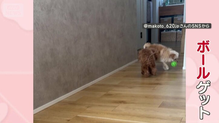 白いワンちゃんがボールをゲット