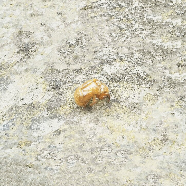 ラッパー：神門、夏に贈るノスタルジックな新曲「蝉」を7月20日（水）にリリース。