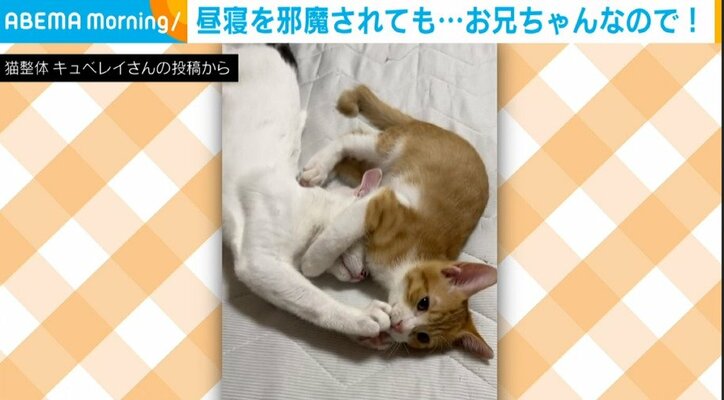 遊ぼうよ～!! やんちゃ弟猫の“かじり付き＆連続キック” 昼寝を邪魔された兄猫の“神対応”に飼い主もほっこり