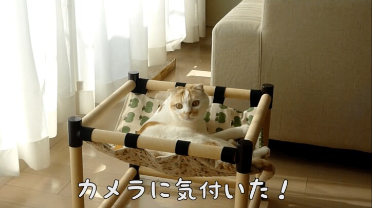 スコティッシュ猫のポッケが全力で癒してくる 「足ピーン!」も