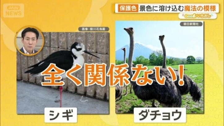 シギともダチョウとも関係がない