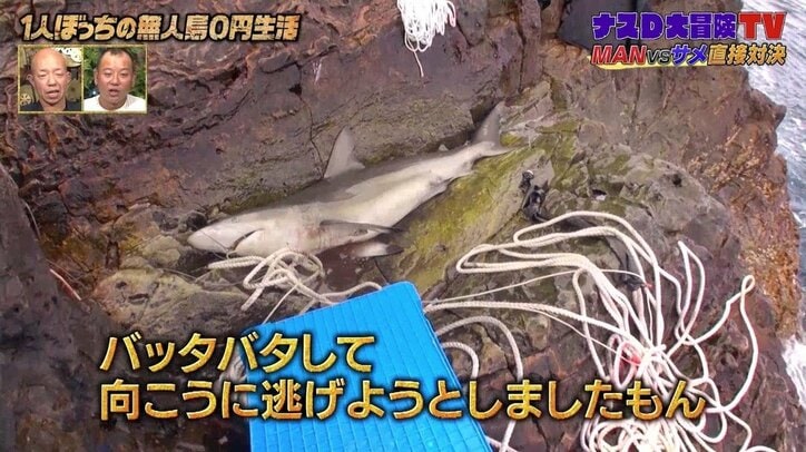 ナスD、無人島でついにサメを捕獲！ 海中“ライドオン”にバイきんぐも衝撃「命がけだよ…」「なんで躊躇なく行けるの？」