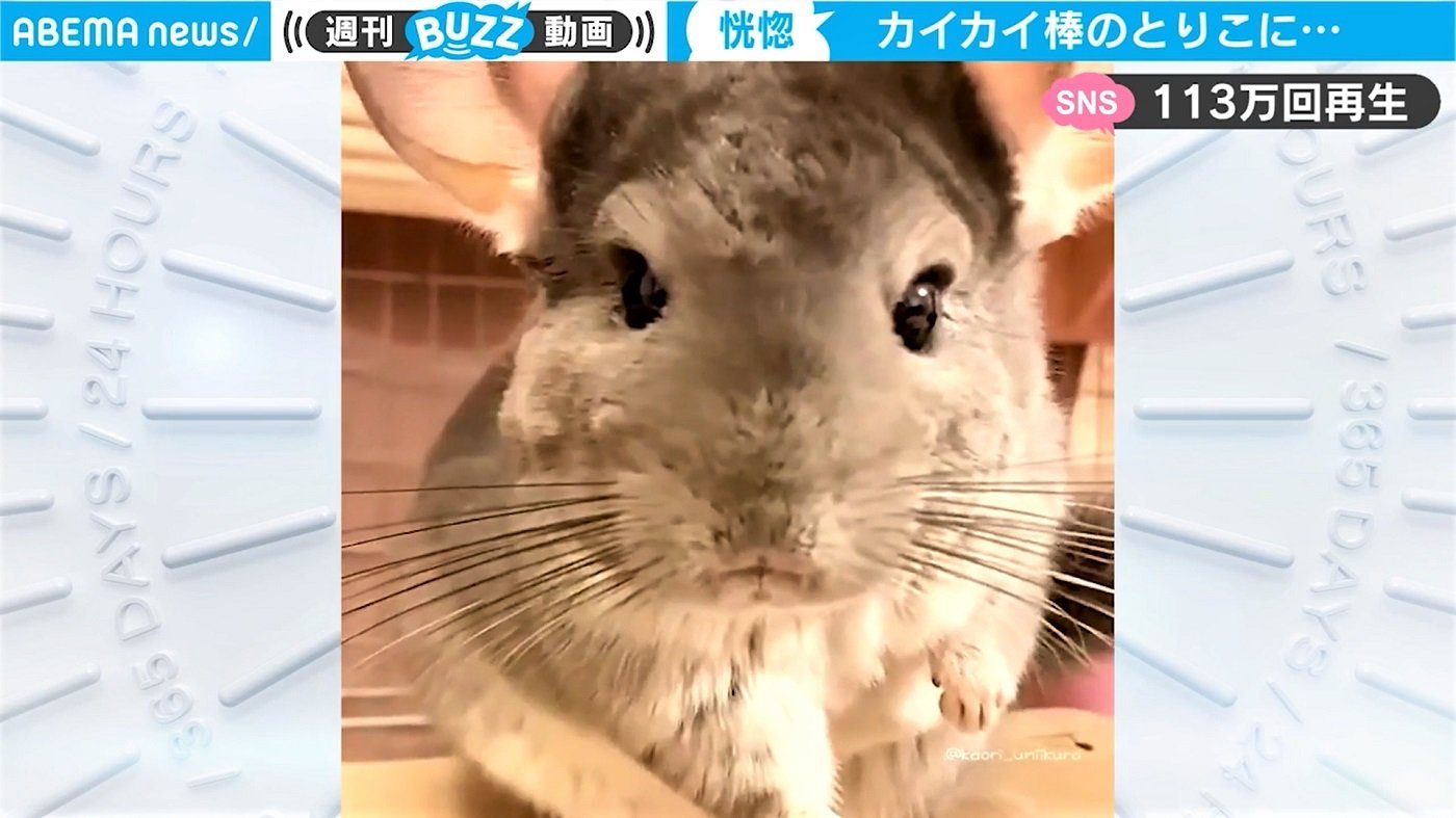 顔が切なすぎる 恍惚 のチンチラ 一瞬にして 失意 のどん底へ 撫でるのを止めてみると 話題 Abema Times