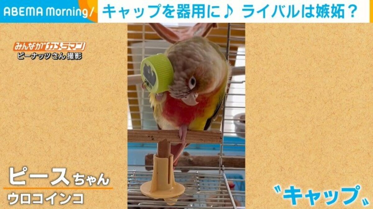 ペットボトルキャップ セール 小鳥