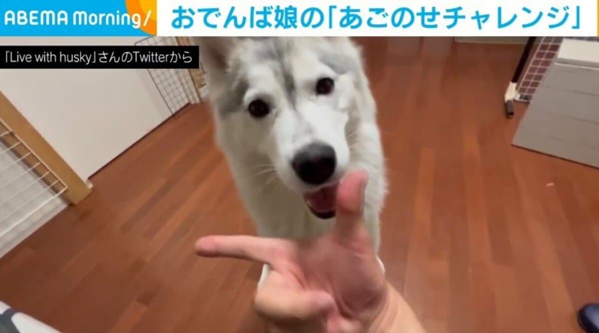可愛いからよし 初めての あごのせチャレンジ に 失敗 するハスキー犬に反響 話題 Abema Times