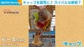ペットボトルキャップの“ギザギザ”が気に入ったインコ 目を細めて頭を掻く表情に反響