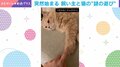 「ちょんっ」突然始まる飼い主と猫の“謎の遊び”に「可愛すぎてﾑﾌﾌｯって声出た」「仲良しですね」と反響