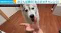 「可愛いからよし！」初めての「あごのせチャレンジ」に“失敗”するハスキー犬に反響