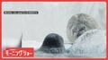 まったりしてるのに…突然「水バシャー!!」 怒るアザラシさん 意地悪されてるの?