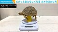 こうやって量るの!? カメ界では常識の“おとなしくなる測定方法”が話題 「空を掻くのかわいい」