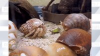 【映像】ナウシカの王蟲？ヤドカリが触覚ピロピロで“挨拶”