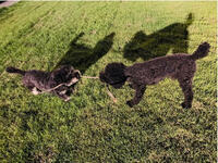 坂上忍、新しく迎え入れた“息子”のほのぼのする写真に「可愛い」「人間の子どもみたい」の声 - Ameba News [アメーバニュース]