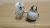 【映像】漫才をする2匹のインコ