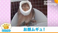 【映像】頭にヘチマがすっぽりはまったうさぎ 解放後げっそり→「何か?」