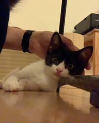 ミキ亜生「寝る感じやったやんけ～」 カメラに興味津々で寝てくれない子猫が可愛い！