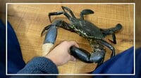 “食べるカニ”とお別れの握手【SNS 77万回再生