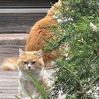 キャシー中島『今日はメンテナンスデーです』