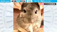 【映像】恍惚が一転、失意のチンチラ