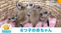 【映像】6つ子の赤ちゃんミーアキャット つぶらな瞳で母親の後を追う微笑ましい光景に悶絶の声
