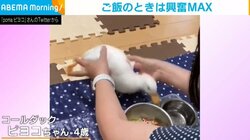 飼い主も思わずため息!? ご飯を食べることしか頭にないコールダックが話題