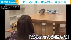 猫が｢だるまさんが転んだ｣で飼い主にタッチも… 失敗して“あたふた”する姿に｢たまらない」「可愛い…」と悶絶の声
