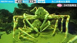 原因は「痛恨の勘違い」 漢気あふれるカニに“残念”すぎる結末…同情の声広がる