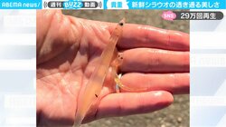 「内臓や骨が見えない」透き通る“神秘”の魚の貴重映像 「ガラス細工のよう」驚きの声続々