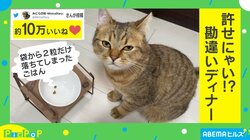 口ほどにものを言いすぎ!? ジト目で訴えてくるネコに「最高」「たまらん」と歓喜の声