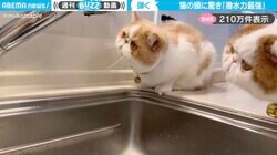 投稿者「撥水力が最強で羨ましい」←水道水を弾くネコの頭に「傘いらず？w」「えげつない撥水加工」と話題