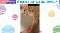 「ちょんっ」突然始まる飼い主と猫の“謎の遊び”に「可愛すぎてﾑﾌﾌｯって声出た」「仲良しですね」と反響