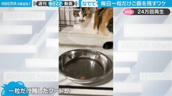 ご飯を“一粒”だけ残す猫 謎行動に隠された理由に「ほっこりする」「かわいすぎて涙出そう」