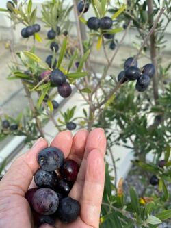  戸田恵子、ワクチン接種のために訪れた病院で医師から謝られたこと「本当によくあるのです」 