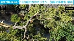 10m超の木がポッキリ…強風の影響か 横浜