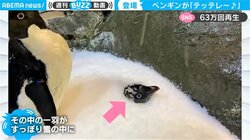 雪の中から「テッテレ～」突如、現れたペンギン…登場の仕方が颯爽すぎる