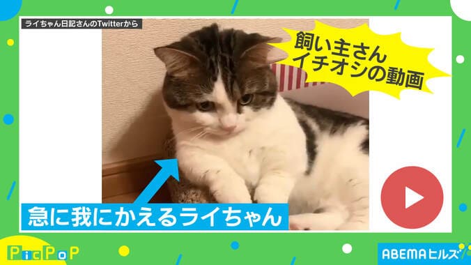 表情の差がすごい！ 喜怒哀楽が丸わかりな猫、飼い主を取材「性格はマイペース」 2枚目