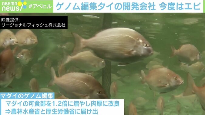 養殖業者の悩みを救済？ ゲノム編集の“エビ”に期待 専門家「安全性を示して社会とコミュニケーションを」 2枚目