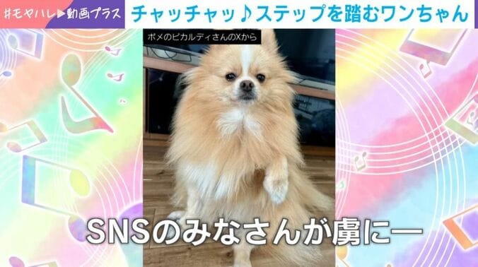 ポメラニアンのピカルディくん（5歳）