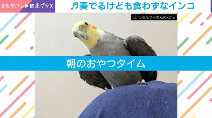 オカメインコ「ムギ」くん