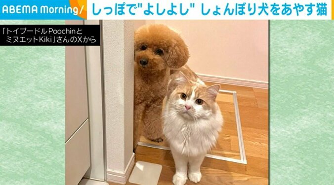 ミヌエットのキキくん（2歳）とトイプードルのプーチンくん（10歳）